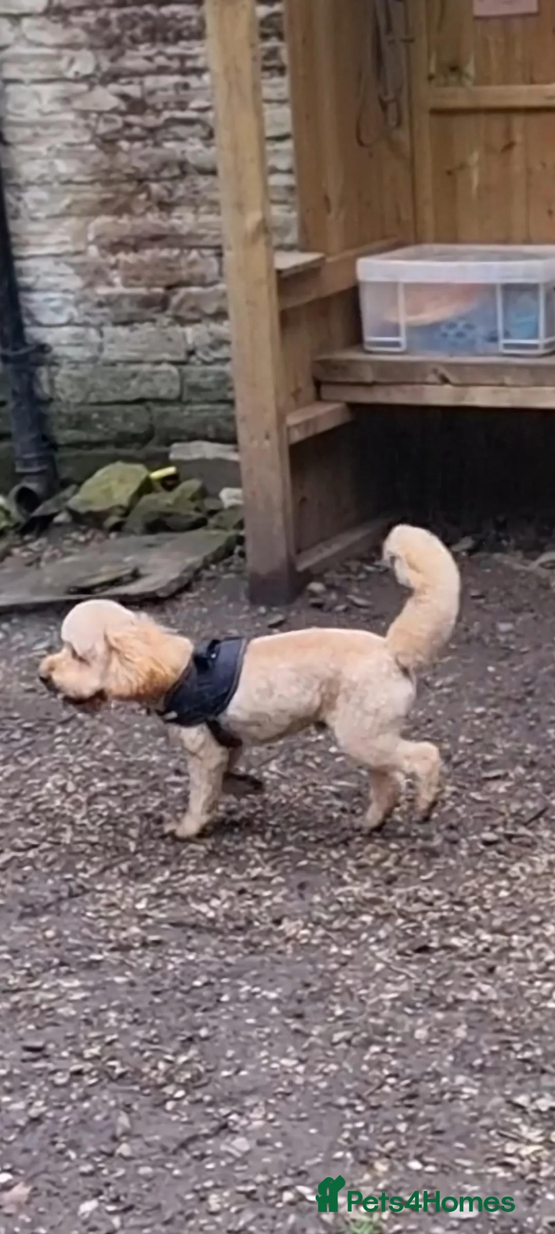 Toy Poodle dogs for stud: For Stud £175 in Leeds - Advert 3