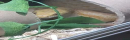 Corn Snake reptiles for sale: Corn snake - Advert 6