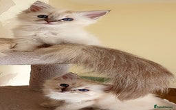 Ragdoll cats for sale: Stunning Adult Ragdoll and Kittens available!  - Image 8