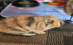 Mini Lop rabbits for sale: Mini lop boy seeking good home - Image 3