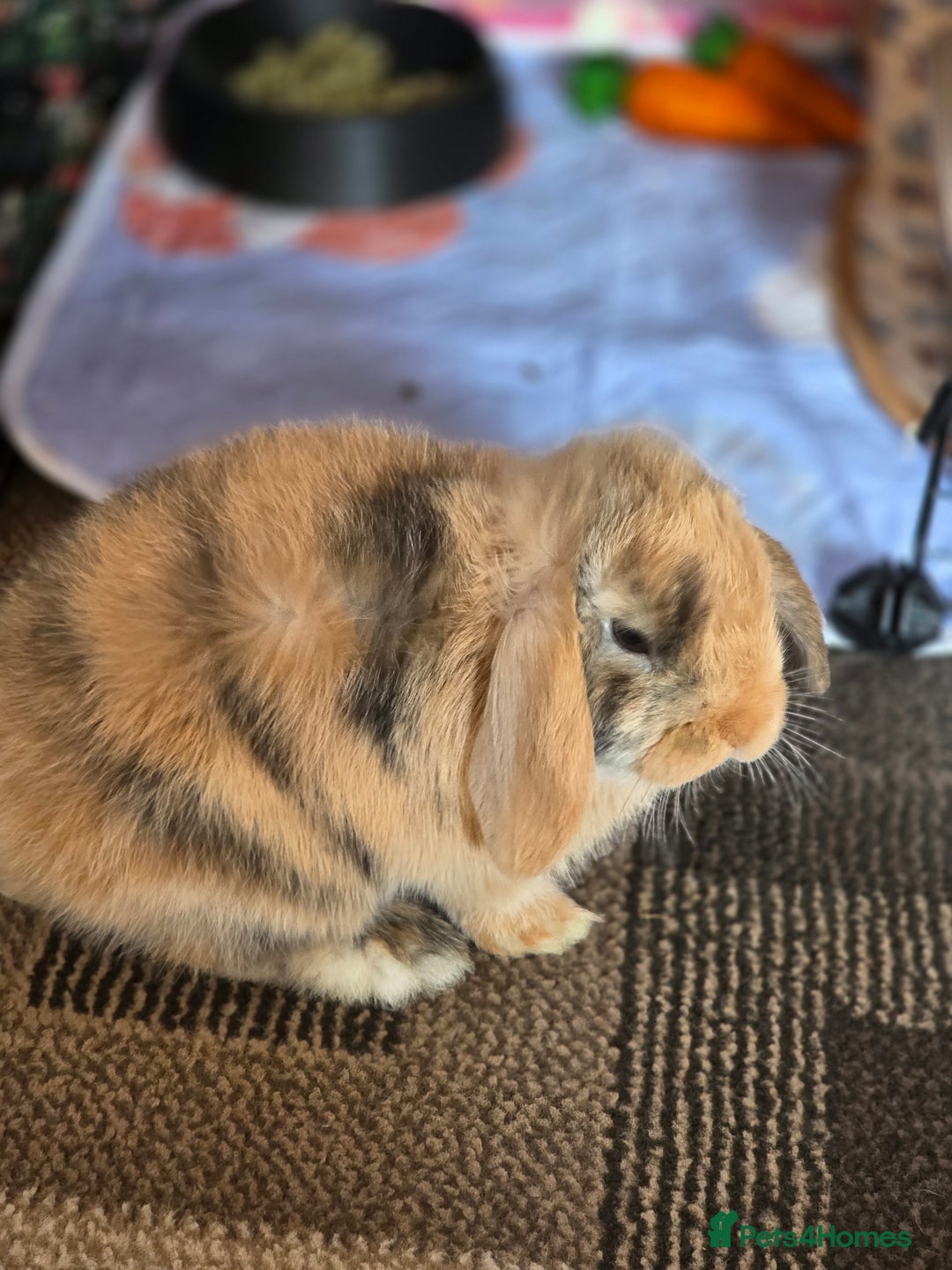Mini Lop rabbits for sale: Mini lop boy seeking good home - Image 3
