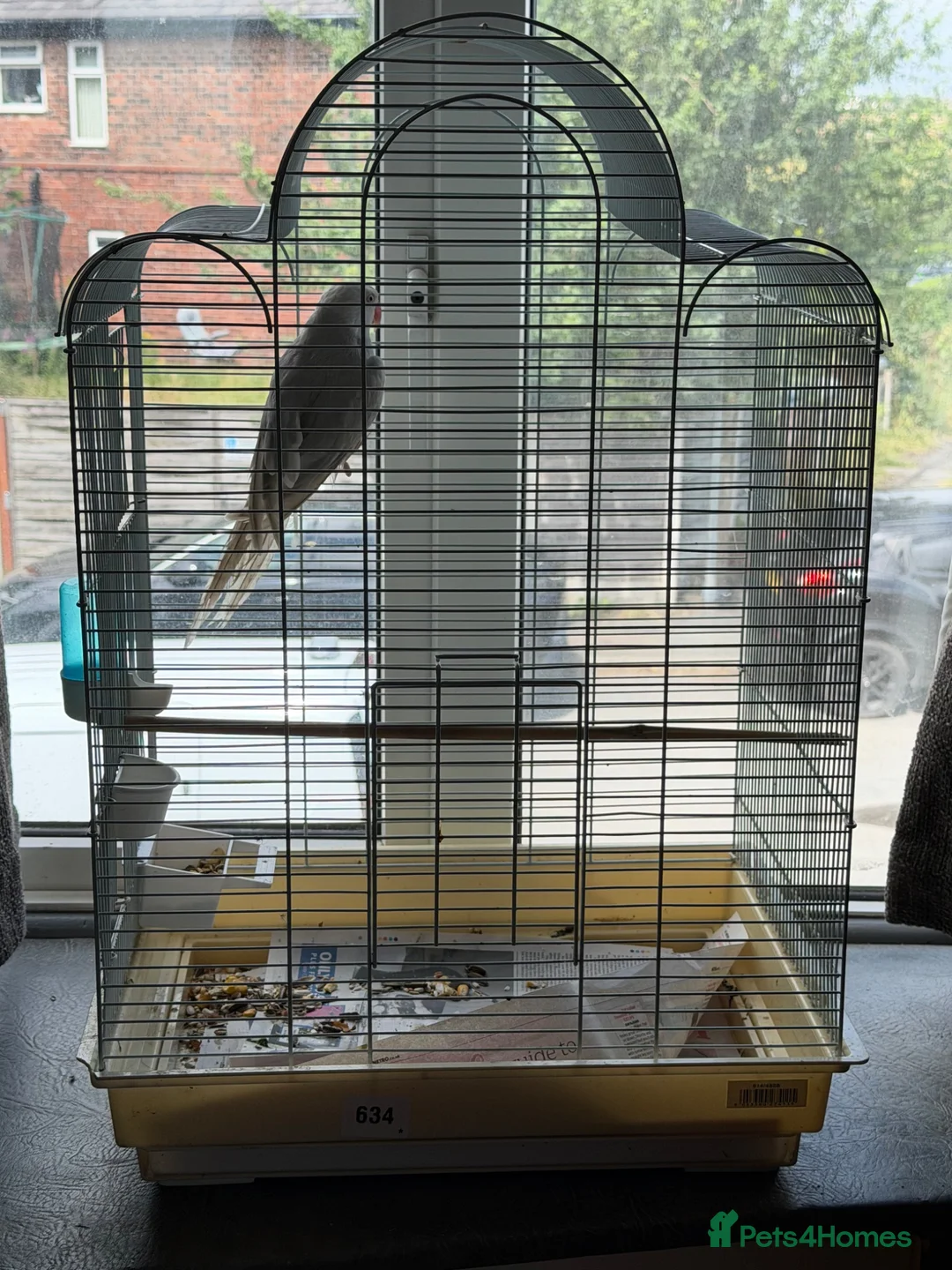 Ringnecks birds for sale: Opline ring neck parrot + cage - Advert 3