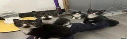 Mixed Breed cats for sale: Adorable kittens for sale  - Advert 10