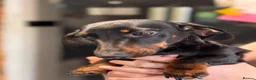 Miniature Dachshund dogs for sale: Beautiful KC Mini Dachshund looking for new home - Advert 2