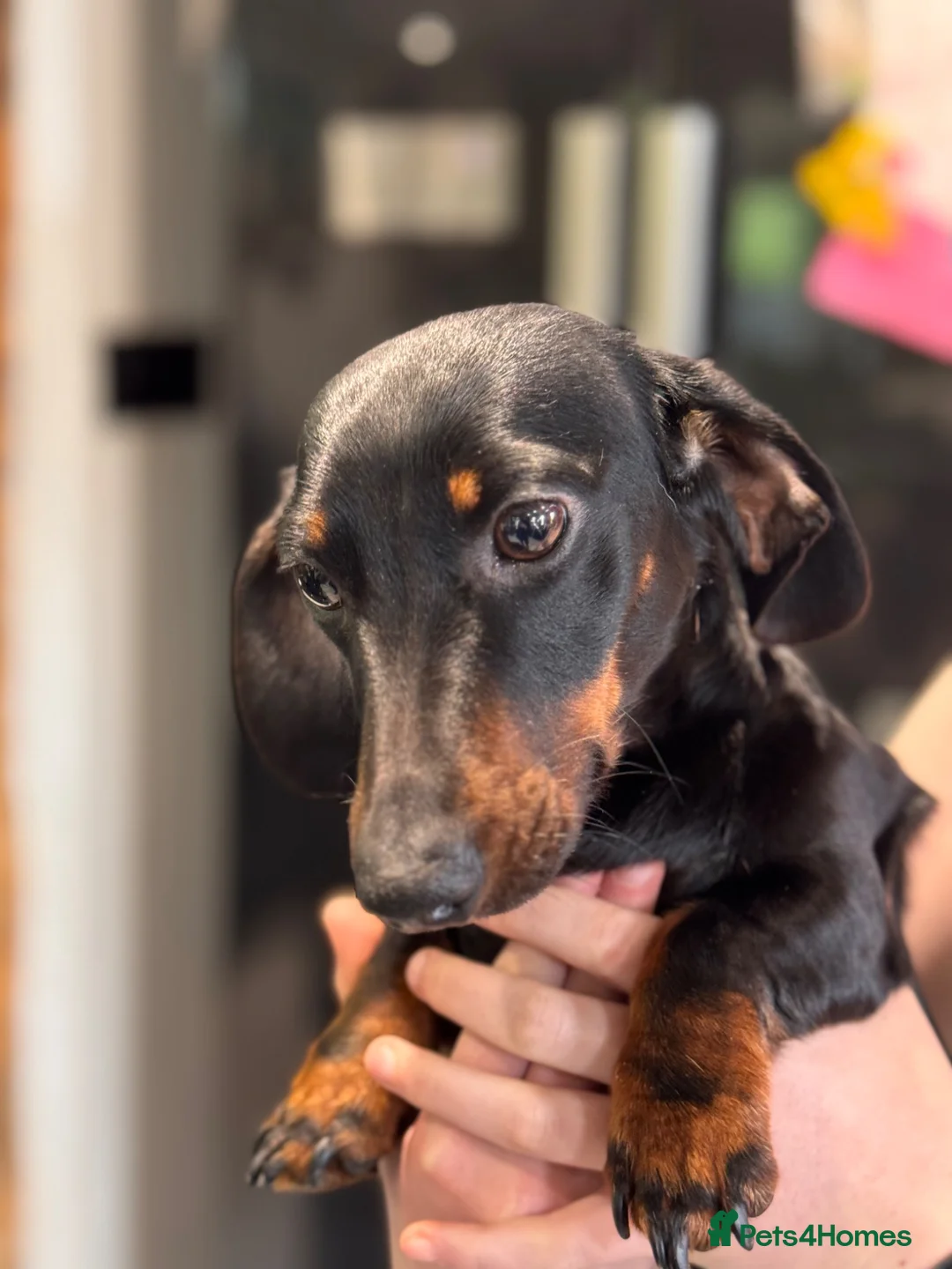 Miniature Dachshund dogs for sale: Beautiful KC Mini Dachshund looking for new home - Advert 2
