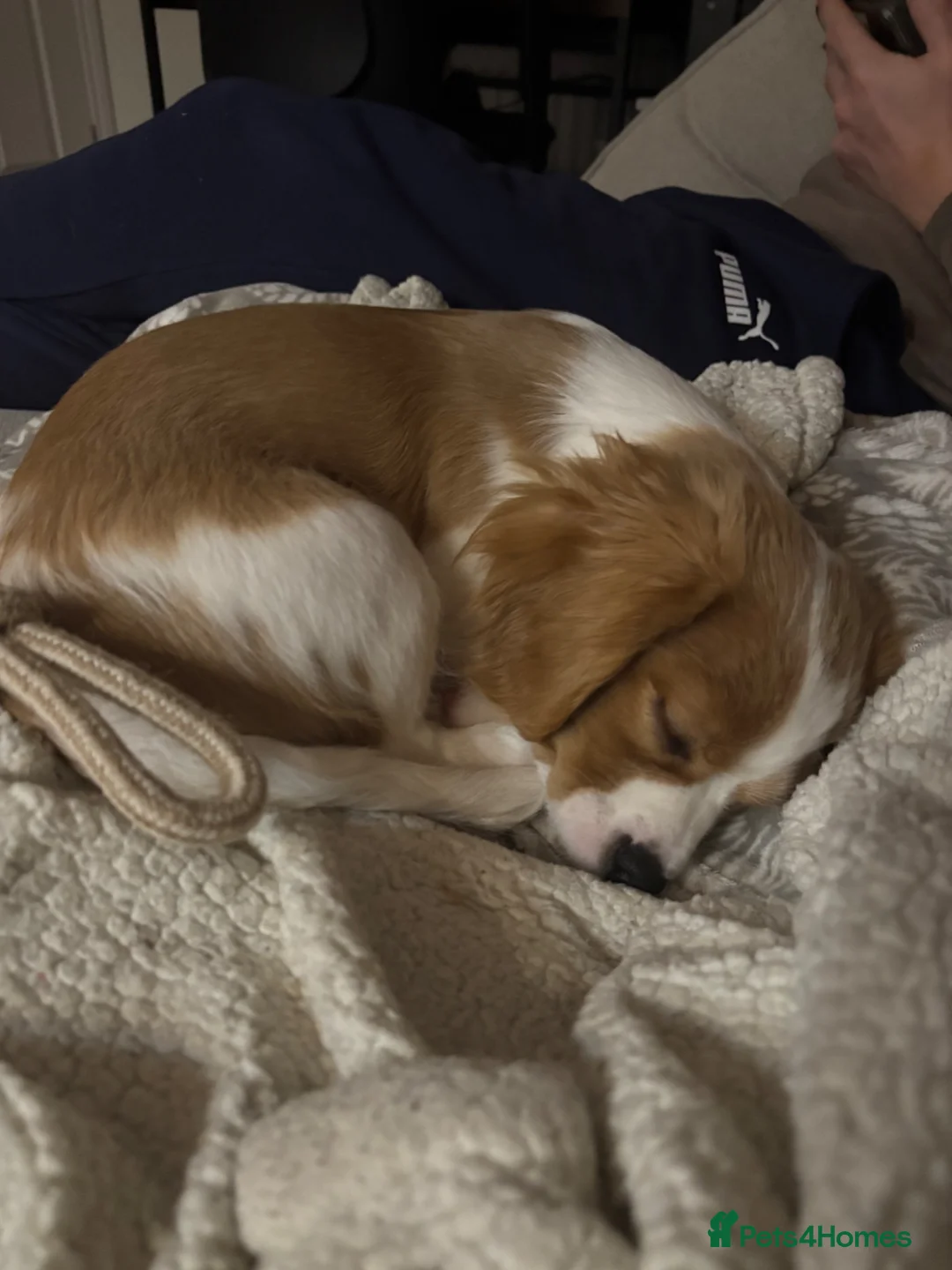 Cavachon dogs for sale: Cavachon puppy for rehoming  - Advert 8