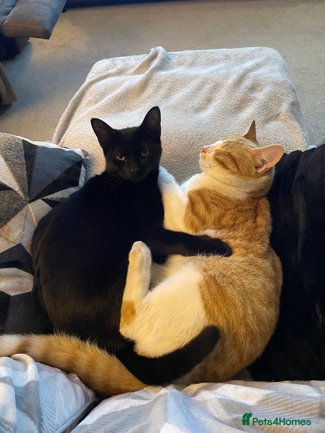 Mixed Breed cats for sale: Male mixed breed for rehoming  - Advert 4