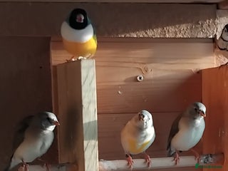 Finches birds Gouldian finch - Advert 1