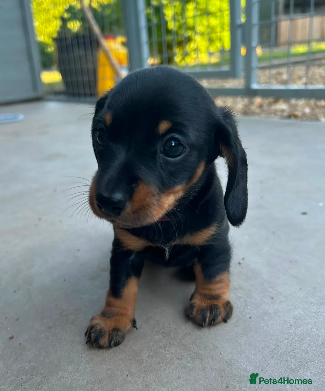 Miniature Dachshund dogs for sale: Miniature Dachshund Smooth Hair Girl KC PRA Clear - Advert 2