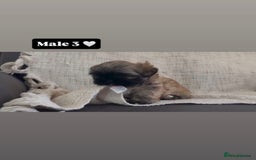 Shih Tzu dogs for sale: Shihtzu imperial - Advert 2