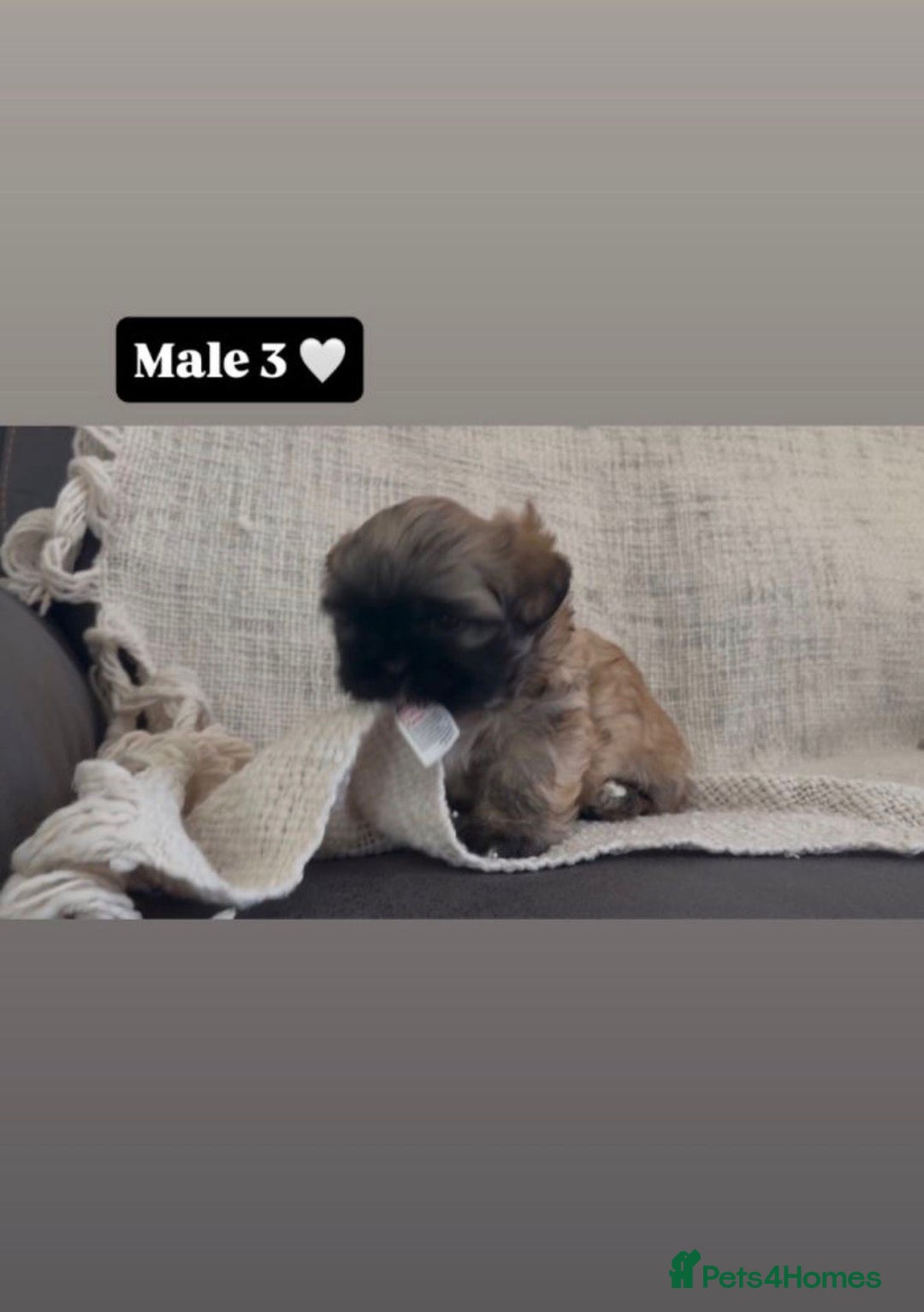 Shih Tzu dogs for sale: Shihtzu imperial - Advert 2