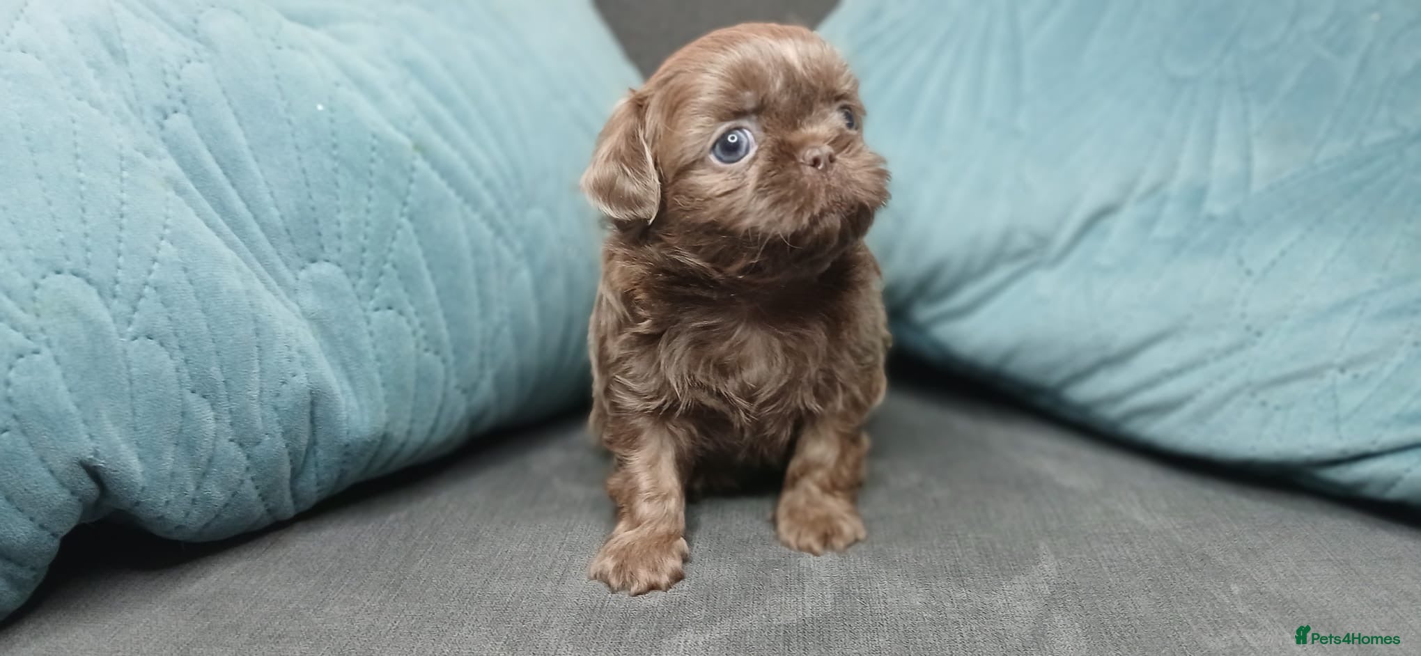 Shih Tzu dogs Last Boy AVAILABLE ready now 🐾  - Advert 1