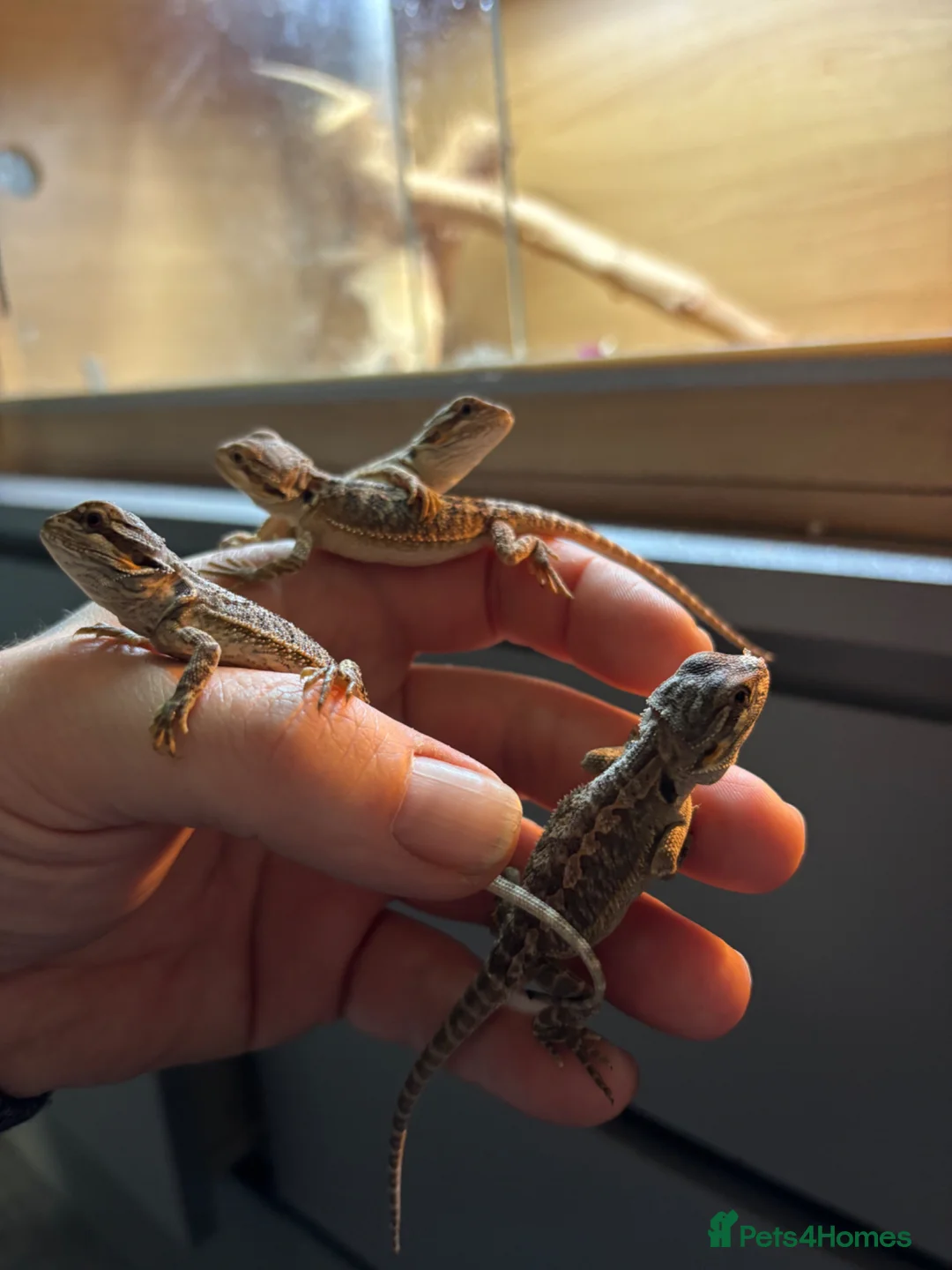 Bearded Dragon reptiles for sale: Super friendly baby bearded dragons - Advert 1