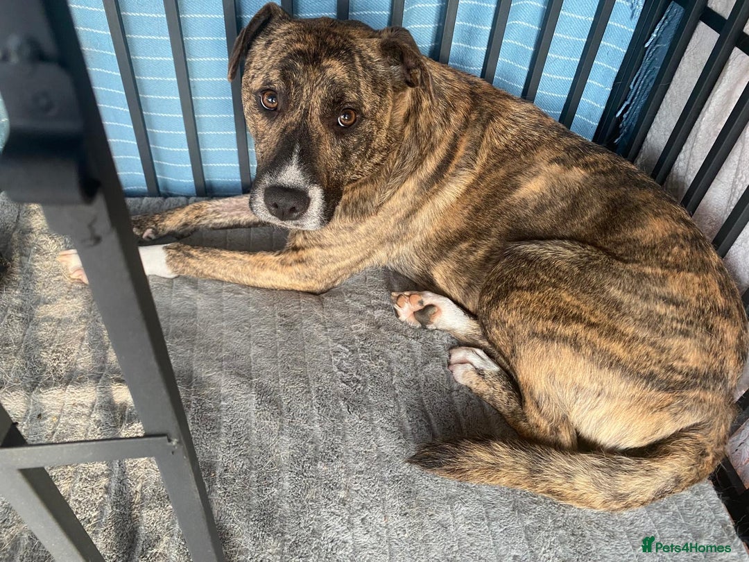 Mixed Breed dogs for adoption: Dilly  - Advert 2