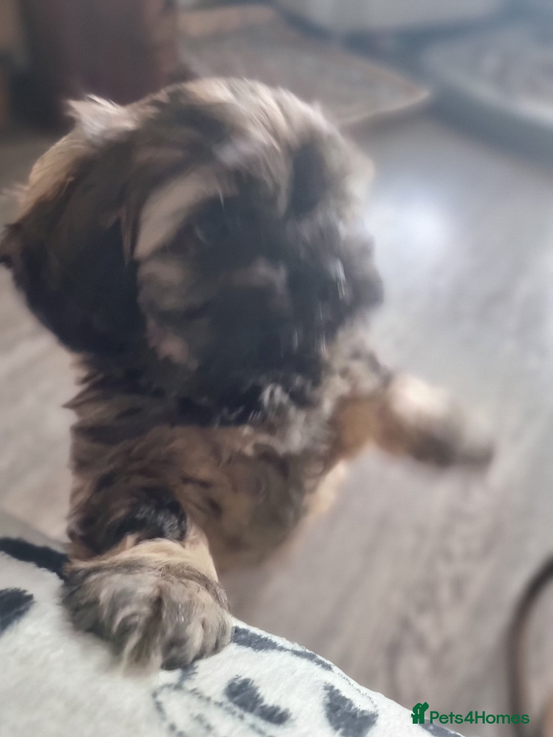 Shih Tzu dogs for sale: Shihtzu pupies. - Advert 17