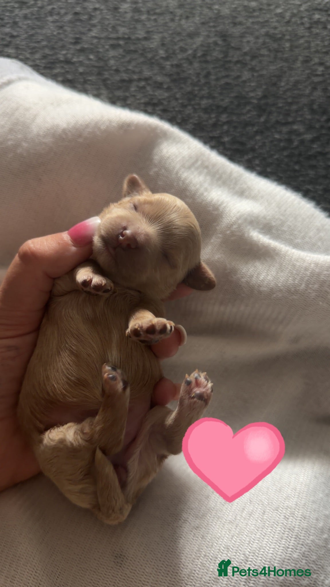 Maltipoo dogs Tiny Korean Maltipoos,KC dna health clear parents - Advert 2