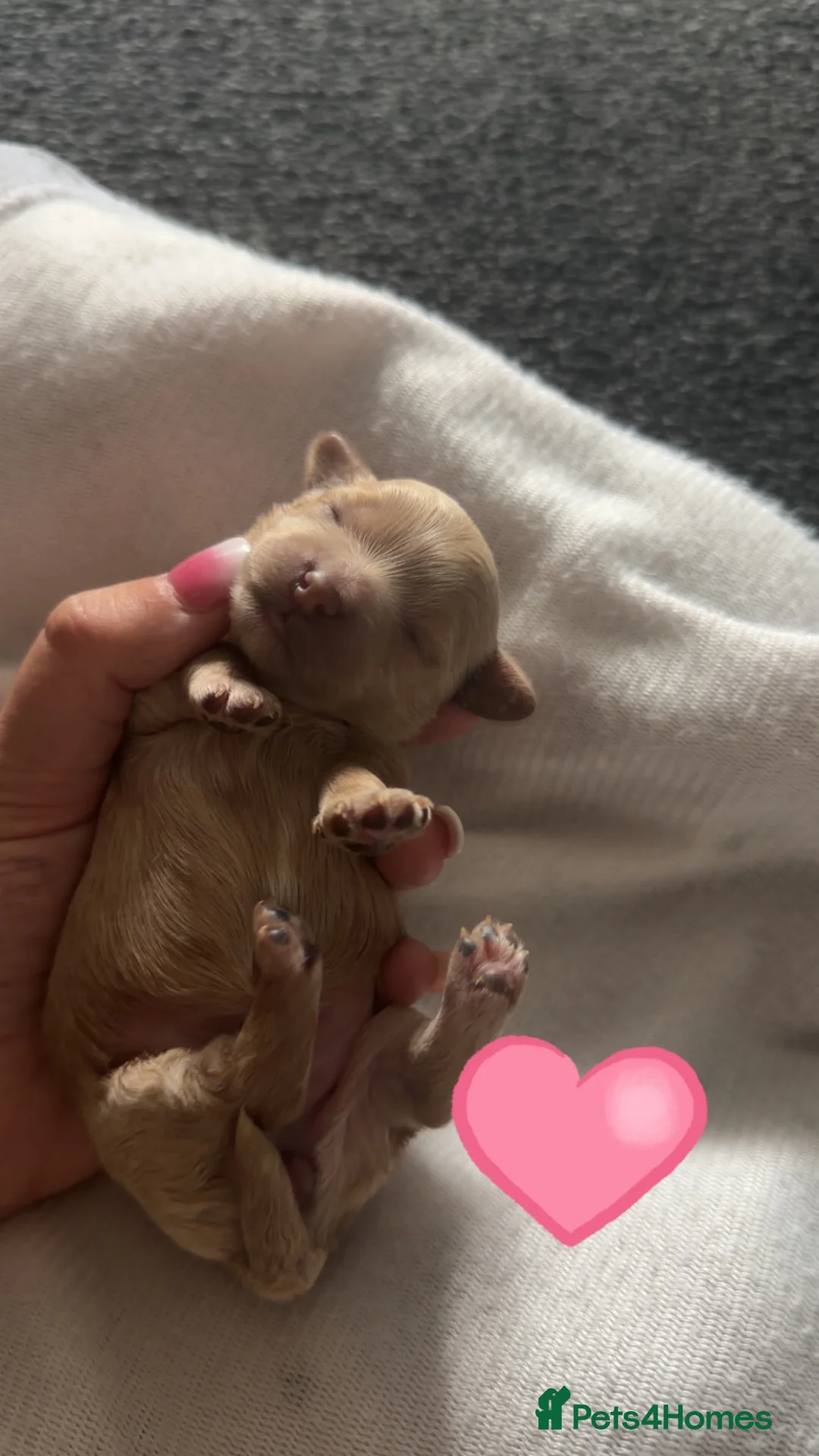 Maltipoo dogs for sale: Tiny Korean Maltipoos,KC dna health clear parents - Advert 2