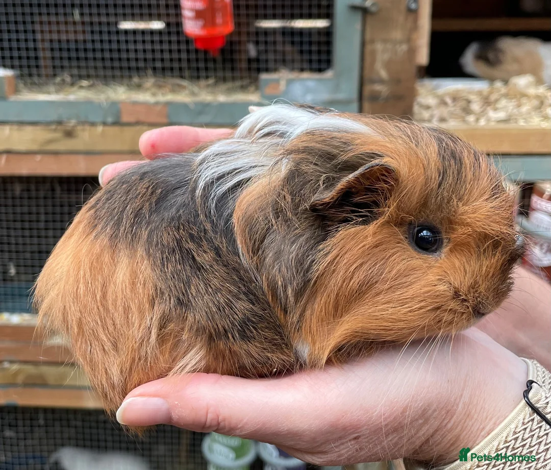 Guinea Pig rodents for sale: Baby guinea pigs  - Advert 16