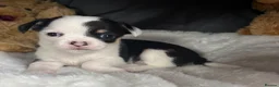 Chihuahua dogs for sale: Chihuahua puppies - Advert 4