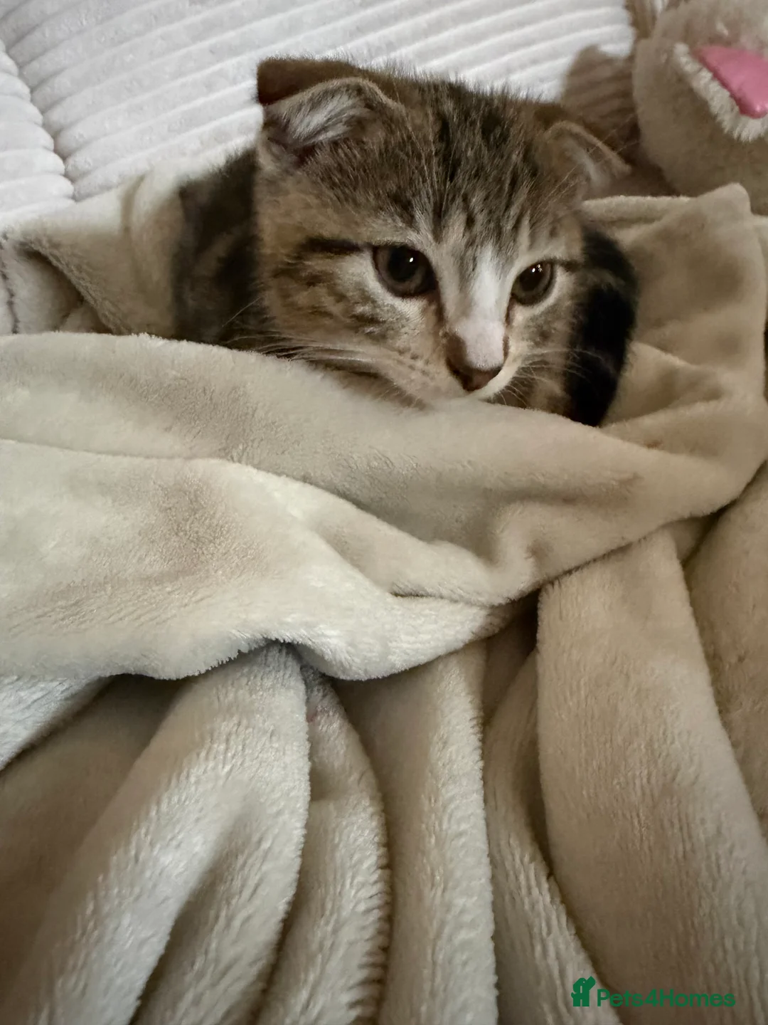 Scottish Fold cats for sale: Scottish fold - Advert 2