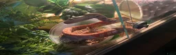 Corn Snake reptiles for sale: Corn snake and tank - Advert 4
