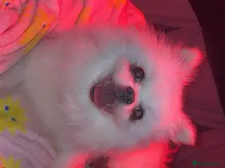 Pomeranian dogs 2 beautiful female kc poms - Advert 10