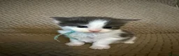 Maine Coon cats for sale: Pedigree maincoon kittens  - Advert 5