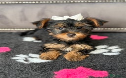 Yorkshire Terrier dogs for sale: Double vaccinated ready to leave - Image 6