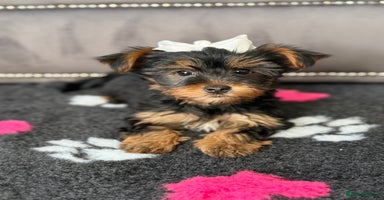 Yorkshire Terrier dogs - Advert 5