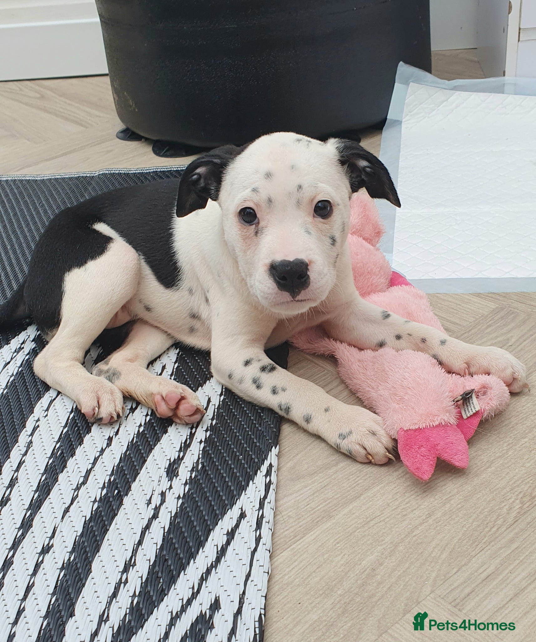 Mixed Breed dogs 5 Beautiful British cross American Staff pups - Advert 5