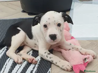 Mixed Breed dogs 5 Beautiful British cross American Staff pups - Advert 5