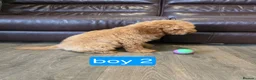 Cavapoo dogs for sale: Adorable F1B Cavapoo puppies for sale  - Advert 18
