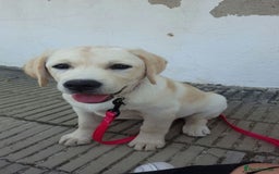 Labrador Retriever dogs for sale: Labrador Retriever  - Image 6