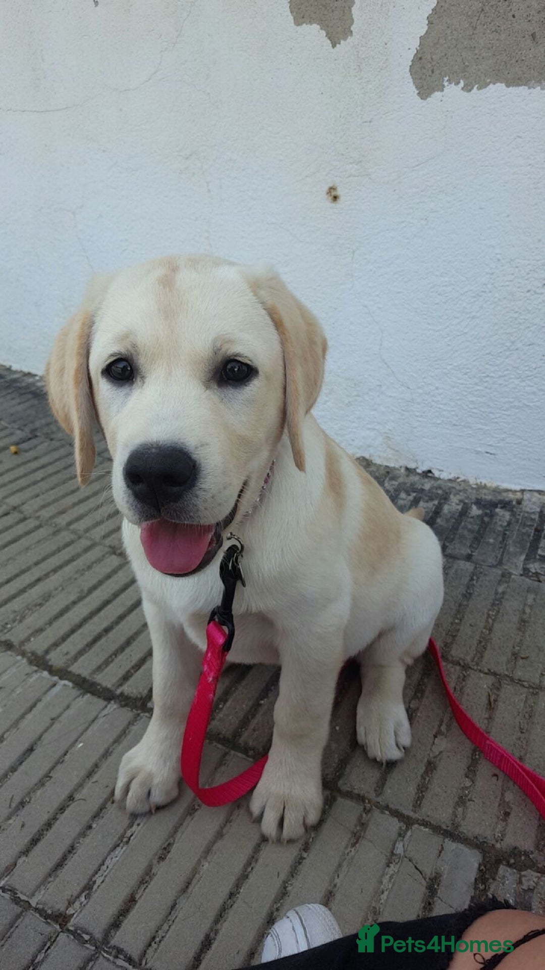 Labrador Retriever dogs for sale: Labrador Retriever  - Image 6