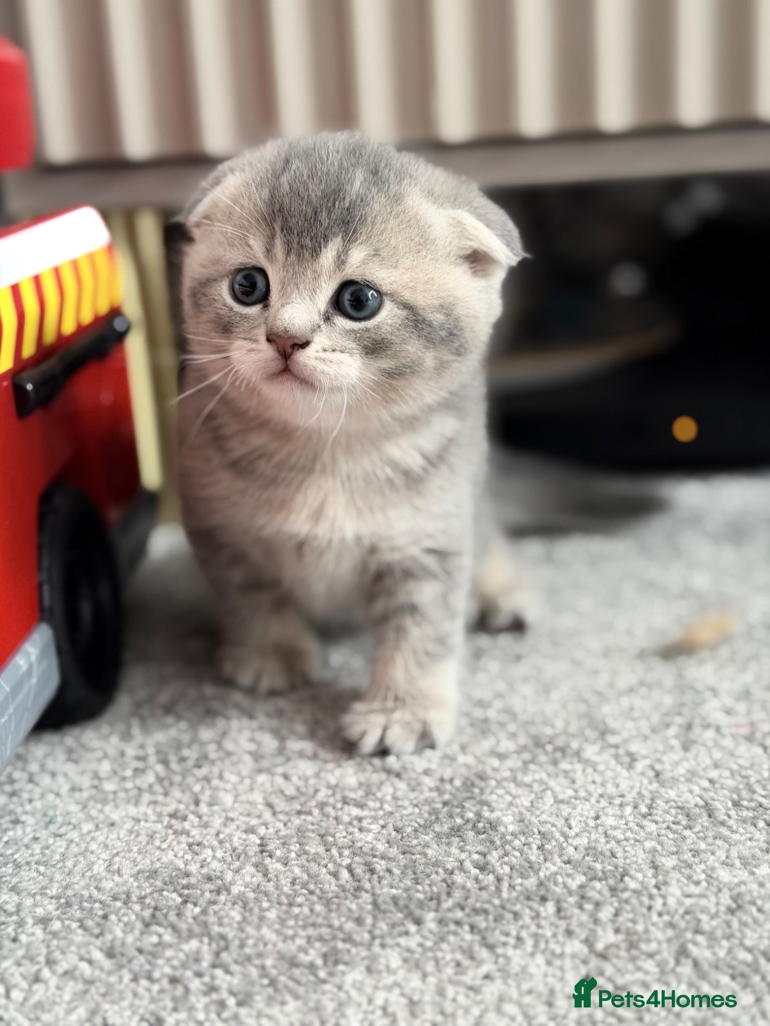 Scottish Fold cats Full Pedigree Beautiful Scottish Fold Kittens tica - Advert 2