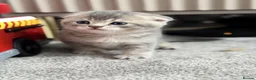Scottish Fold cats for sale: Full Pedigree Beautiful Scottish Fold Kittens tica - Advert 29