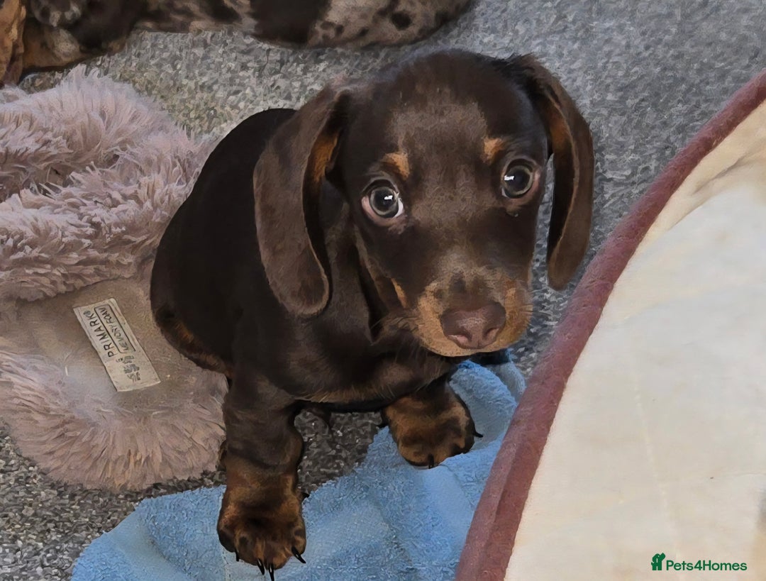 Dachshund dogs for sale: Miniture smooth haired dachshund - Image 6