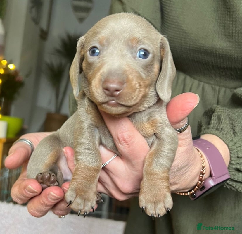 Miniature Dachshund dogs Miniature dachshund pupd - Advert 1