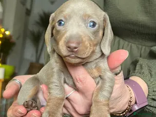 Miniature Dachshund dogs Miniature dachshund pupd - Advert 1