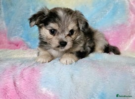 Chihuahua dogs - Advert 3