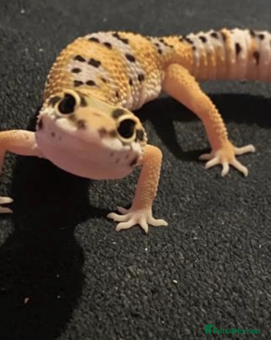 Gecko reptiles for sale: Leopard gecko  - Advert 7