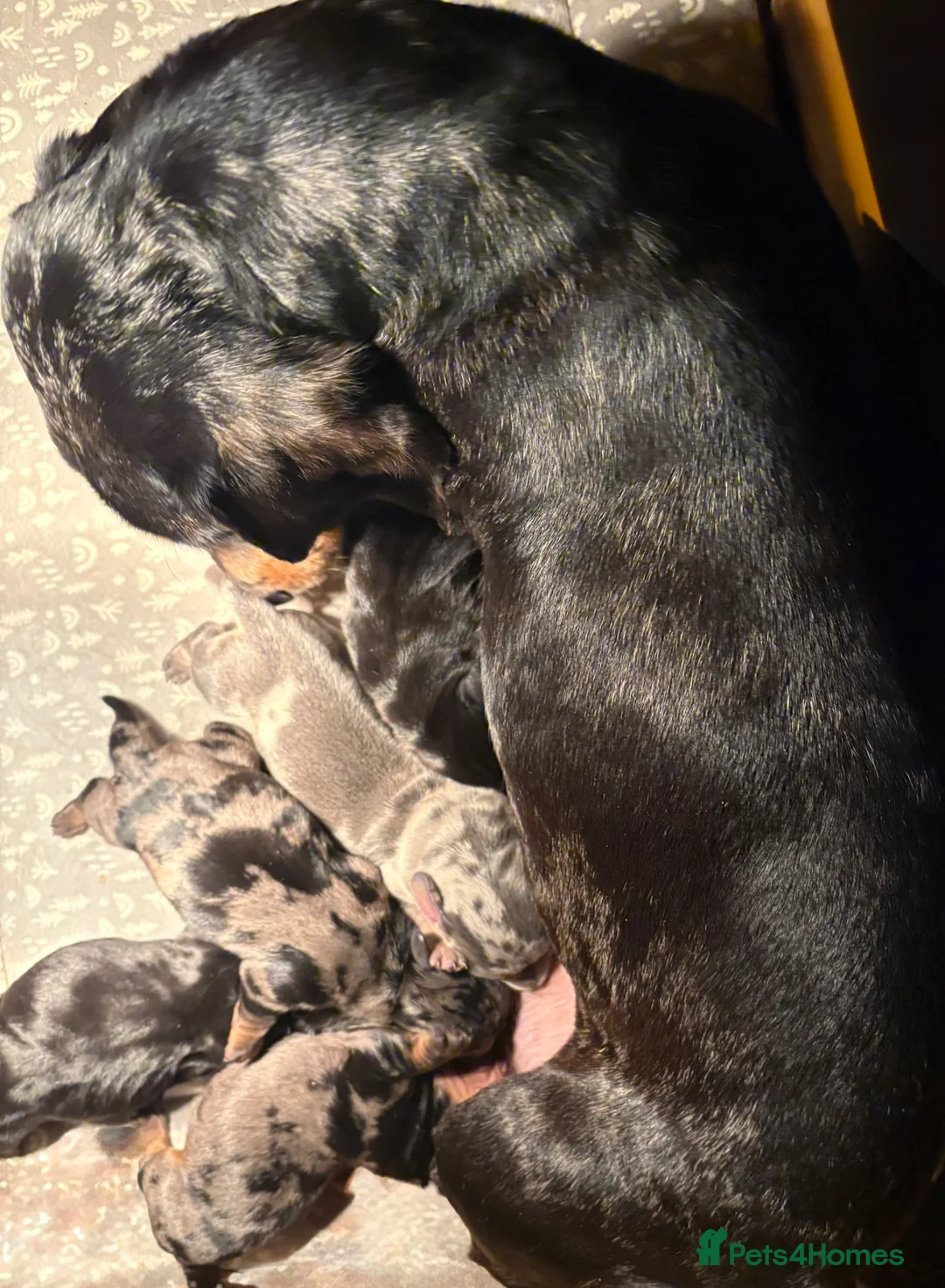 Miniature Dachshund dogs for sale: Miniature dachshund boys - Advert 16