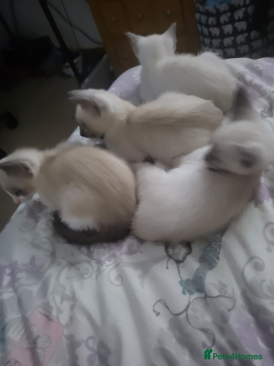 Snowshoe cats for sale: Rare Pedigree Snowshoe Kittens  - Image 12
