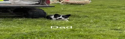 Border Collie dogs for sale: Female Border Collie puppy - Advert 3