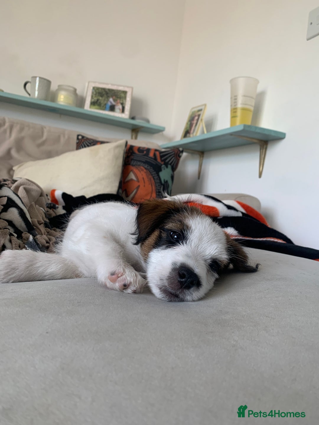 Jack Russell dogs for sale: KC Jack Russell Puppies - One Boy Left! - Image 19
