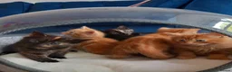 Mixed Breed cats for sale: Very pretty tortie kitten - Advert 1