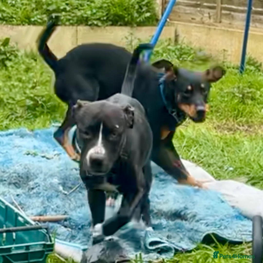 Mixed Breed dogs for sale: Athena x Ares Puppies – Not for Everyone in Manchester - Advert 1