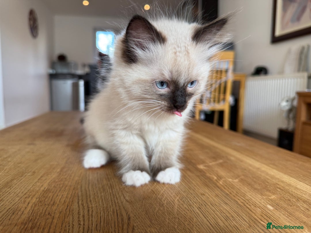 Ragdoll cats for sale: Ragdoll Kittens for Sale - Image 15