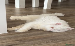 British Longhair cats for sale: Beautiful rare British longhair boy 🩵 - Image 4
