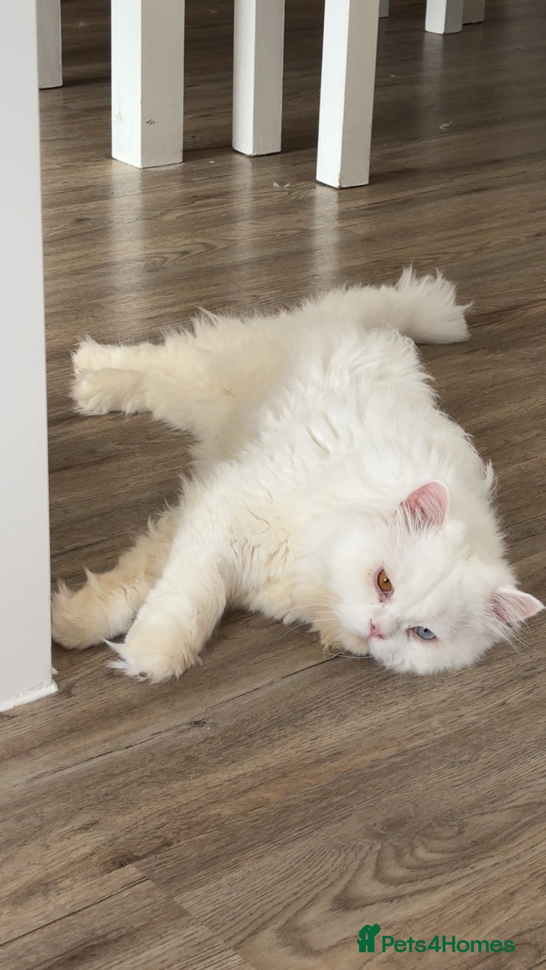 British Longhair cats for sale: Beautiful rare British longhair boy 🩵 - Image 4